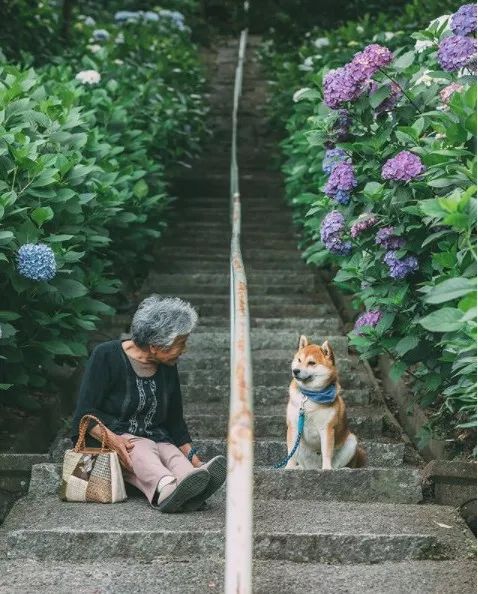 樱花树下85岁奶奶和柴犬一张照片，获12万人点赞，陪伴才是最温暖的承诺