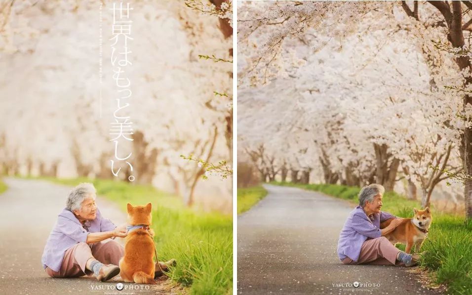 樱花树下86岁奶奶和柴犬一张照片，获12万人点赞，陪伴才是最温暖的承诺